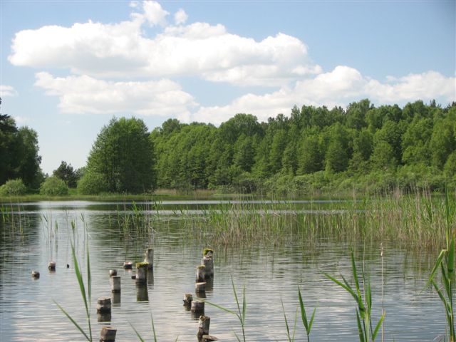 Spokojna tafla jeziora z wystającymi z wody, spróchniałymi palami, otoczona zielenią lasu i trzcinami, pod błękitnym niebem z białymi obłokami.