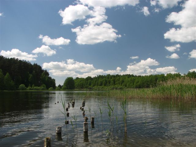 EKO Wakacje nad jeziorem w leśnym świecie!
