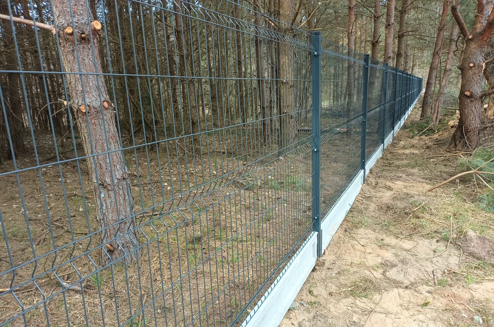 Długie ogrodzenie panelowe z podmurówką betonową, biegnące przez zalesiony teren. Widoczne drzewa i leśne poszycie. Ujęcie z niskiej perspektywy.