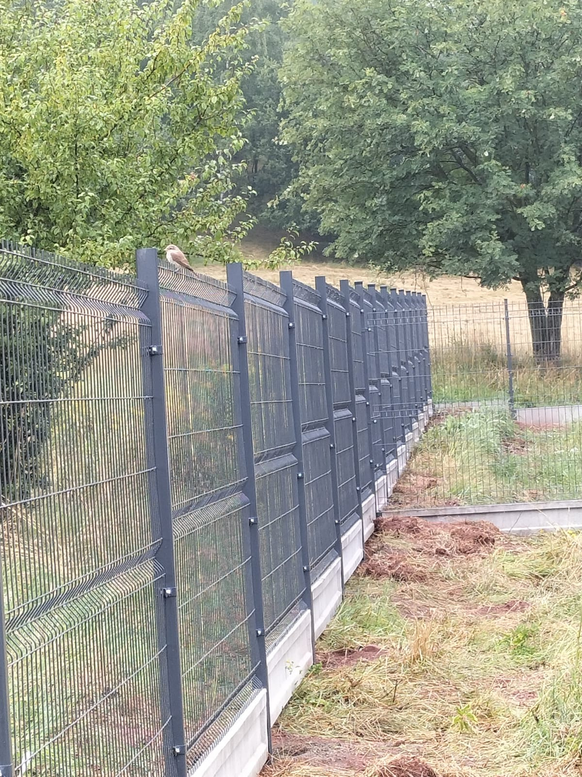 Szary panelowy płot z betonową podmurówką, na którym siedzi ptak. Widok na zielone drzewa w tle. Świeżo usypana ziemia przy płocie.
