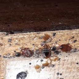 Załączam zdjęcie z realizacji zlecenia dotyczącego usuwania pluskiew.