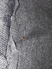 Zbliżenie na pluskwę domową na szarej, teksturowanej tkaninie. Widoczny owalny kształt owada i jego brązowa barwa na tle materiału. Niewyraźne oświetlenie.