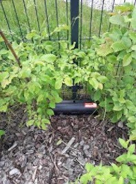 Załączam zdjęcie z realizacji zabezpieczania obiektu przed gryzoniami.