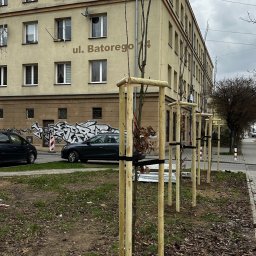 Sekwoja Garden - Nasadzenia drzew wraz ze stabilizacją