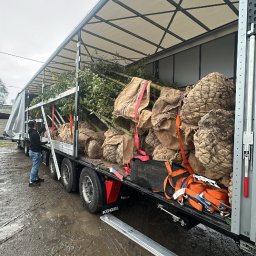 Sekwoja Garden - Transport drzew w jutowych workach na platformie ciężarówki z plandeką, widok z boku, pracownik zabezpiecza ładunek. Teren błotnisty, pochmurne niebo.