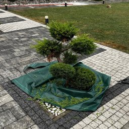 Sekwoja Garden - Prace pielęgnacyjne