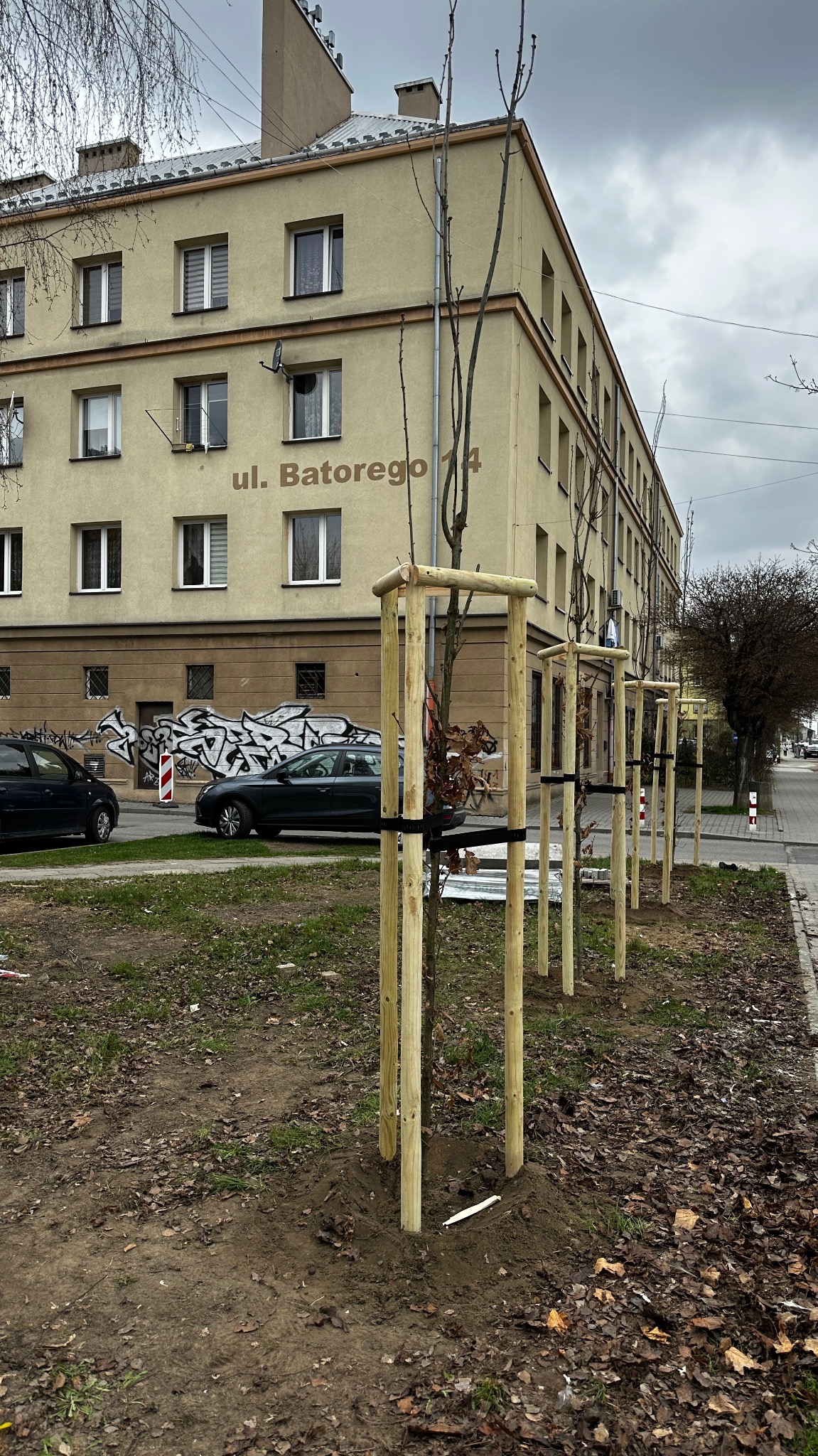 Nasadzenia drzew wraz ze stabilizacją