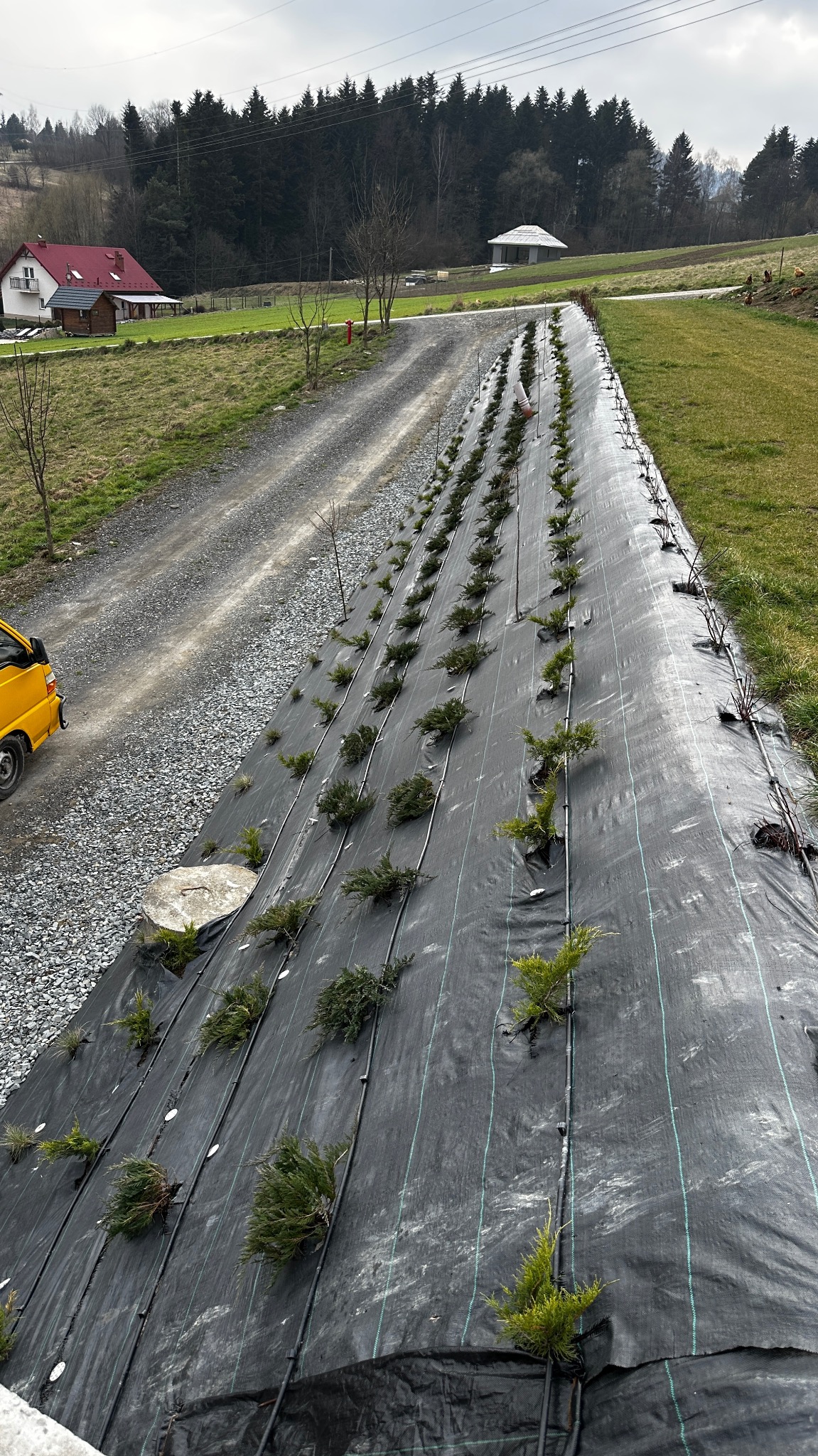 Równy rząd sadzonek iglaków na czarnej macie szkółkarskiej z systemem nawadniania, widok z góry, w tle wiejska droga i zabudowania.