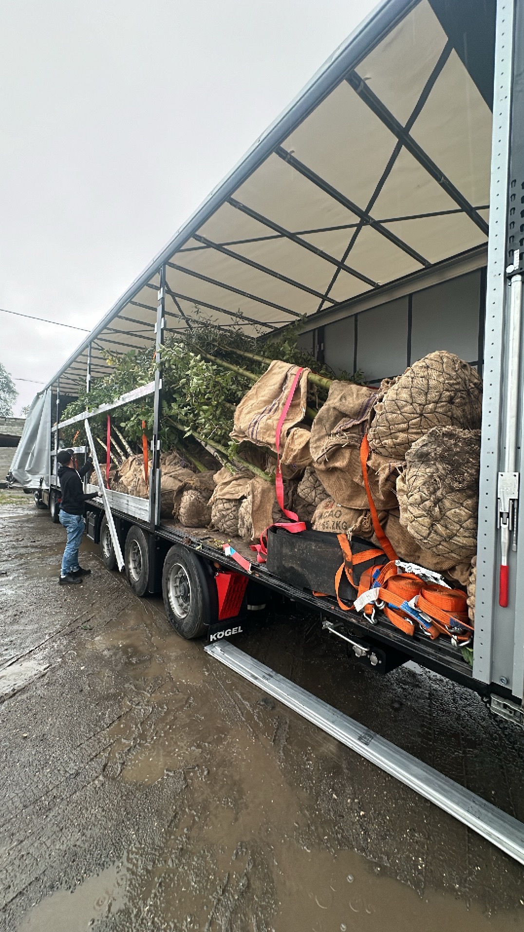 Transport drzew w jutowych workach na platformie ciężarówki z plandeką, widok z boku, pracownik zabezpiecza ładunek. Teren błotnisty, pochmurne niebo.