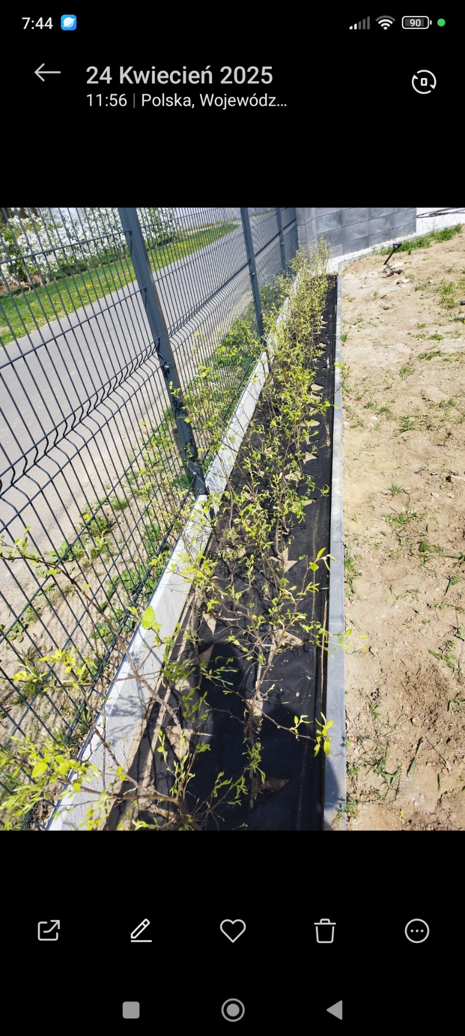 Świeżo posadzone krzewy w wąskiej rabacie wzdłuż metalowego ogrodzenia panelowego. Czarna agrowłóknina pod roślinami. Przygotowany teren pod nasadzenia.