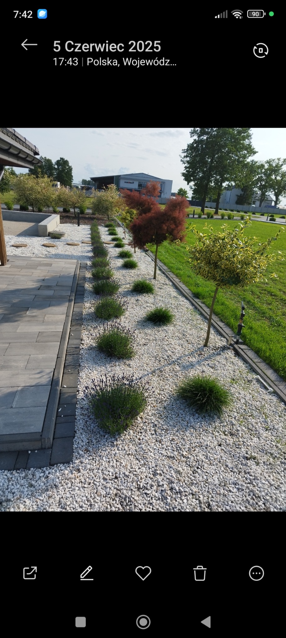 Kaskadowy ogród z białym żwirem, rzędem krzewów lawendy i ozdobnych drzewek. Szara kostka brukowa tworzy ścieżkę. Tło stanowi trawnik i budynek.