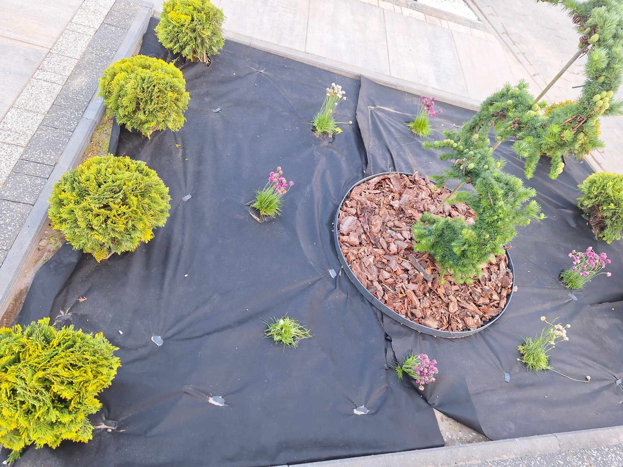 Nasadzenia w ogrodzie: tuje kuliste, wrzosy i ozdobne drzewko iglaste na czarnej agrowłókninie, obłożone korą. Widok z góry, świeżo założony ogród.