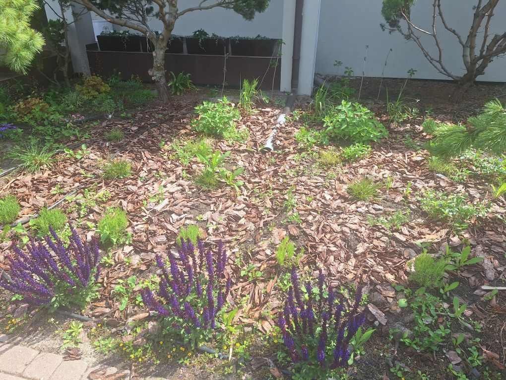 Rabata z korą, fioletowymi kwiatami i młodymi roślinami na tle białego budynku i drzew. Widoczne elementy systemu nawadniania.