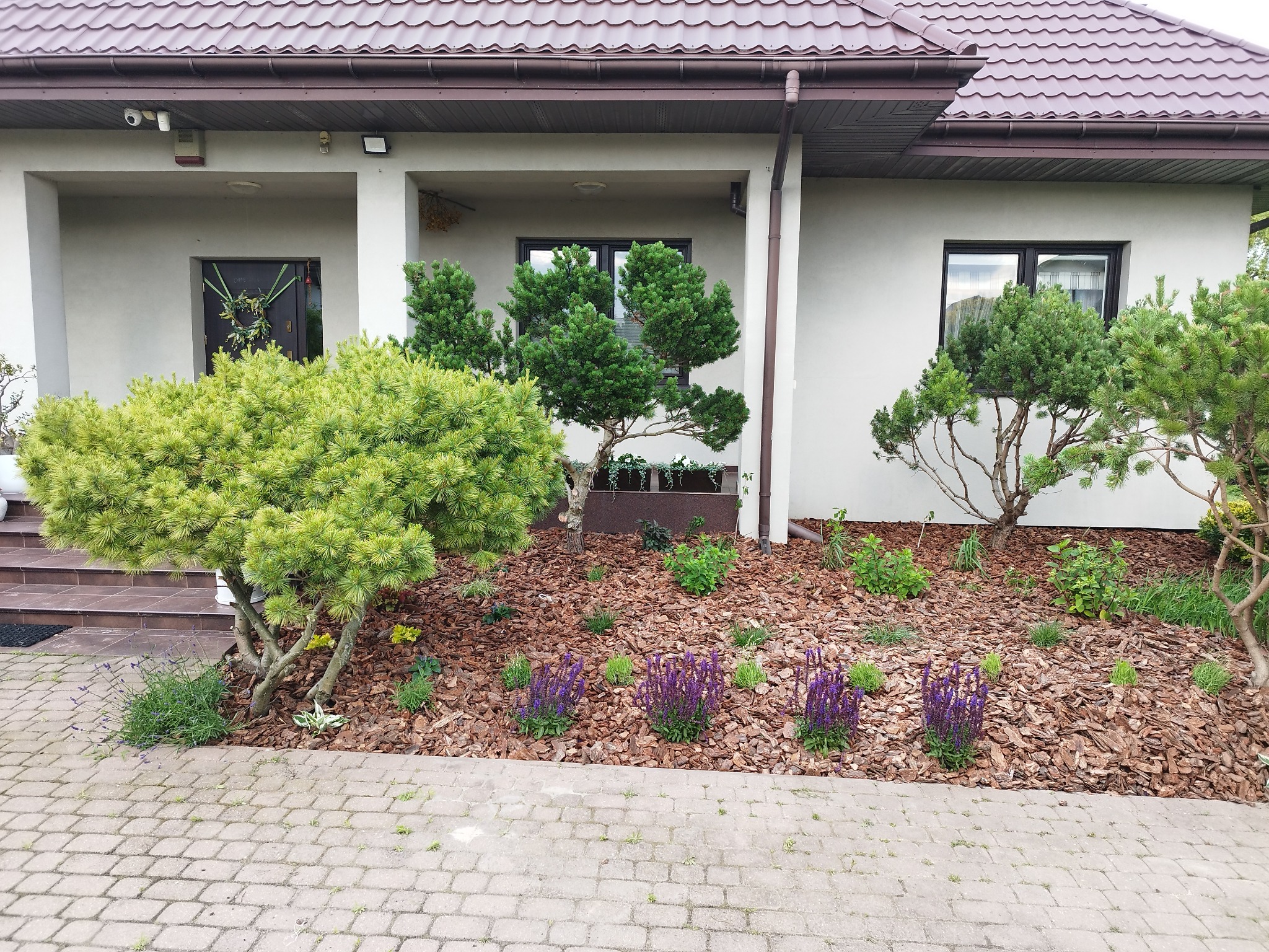 Ogród przed domem z ozdobnymi krzewami, fioletowymi kwiatami i korą drzewną. Widoczny fragment elewacji budynku z brązowym dachem i kostka brukowa.