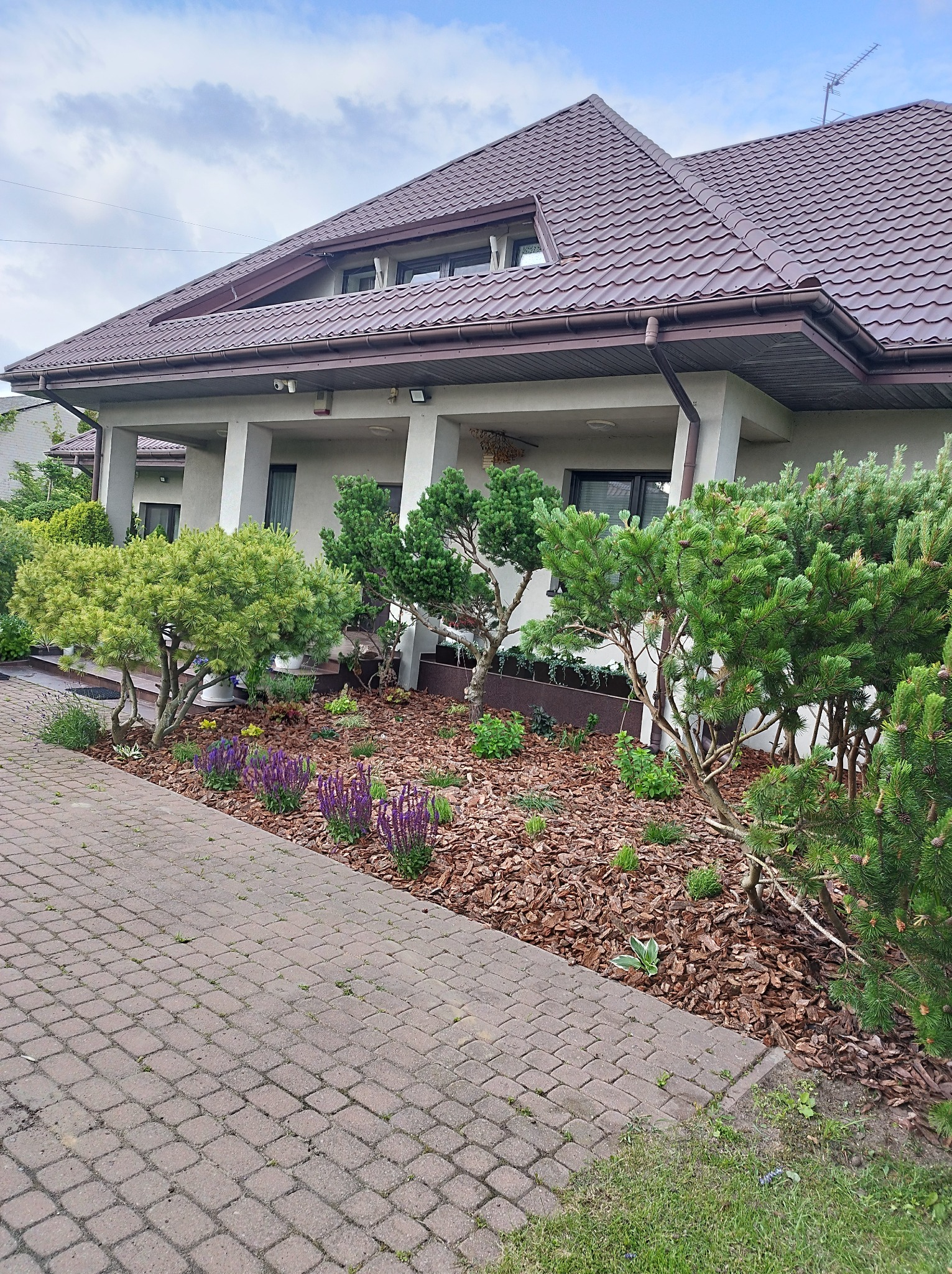 Uporządkowany ogród przed domem z brązową kostką brukową, ozdobnymi drzewami iglastymi, korą i fioletowymi kwiatami. Dom z brązowym dachem w tle.