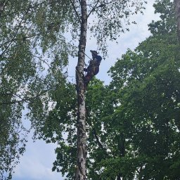 Kuźnia Reklamy Łukasz Jasiński - Arborysta w uprzęży tnie gałęzie brzozy, zabezpieczony liną. W tle korony drzew i fragment błękitnego nieba. Ślady po cięciu na pniu.