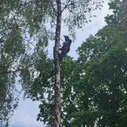 Arborysta w uprzęży tnie gałęzie brzozy, zabezpieczony liną. W tle korony drzew i fragment błękitnego nieba. Ślady po cięciu na pniu.
