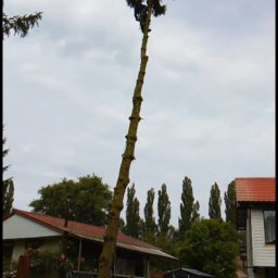 Wycinka drzew Police 4