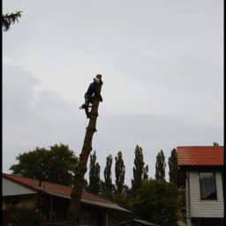 Kuźnia Reklamy Łukasz Jasiński - Pracownik na wysokim pniu drzewa, z piłą łańcuchową w dłoni, w trakcie wycinki. W tle domy i zieleń, na ziemi leżą ścięte gałęzie i kawałki pnia.
