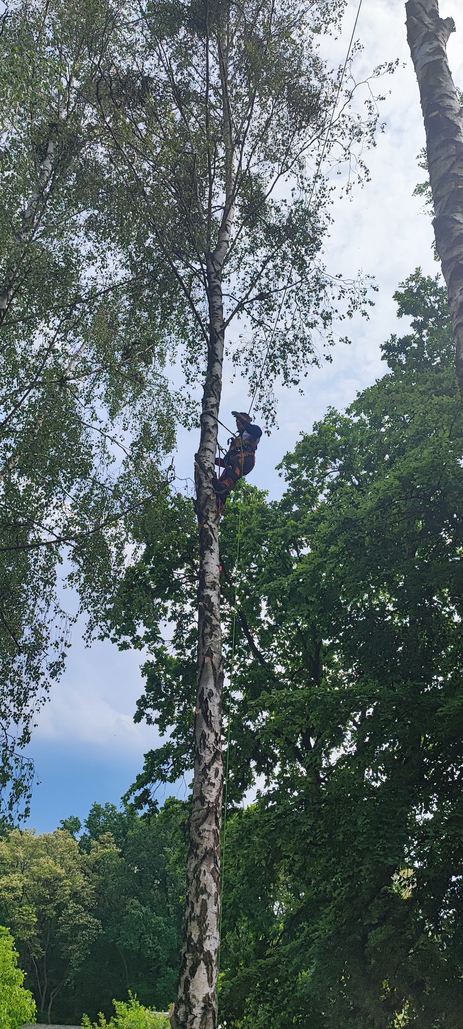 Arborysta w uprzęży tnie gałęzie brzozy, zabezpieczony liną. W tle korony drzew i fragment błękitnego nieba. Ślady po cięciu na pniu.
