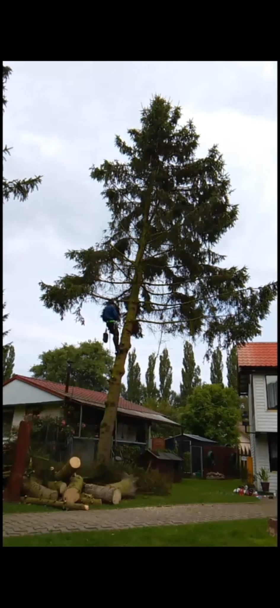 Pracownik na linie tnie wysoką choinkę. Na ziemi leżą odcięte konary. W tle zabudowania mieszkalne i inne drzewa.