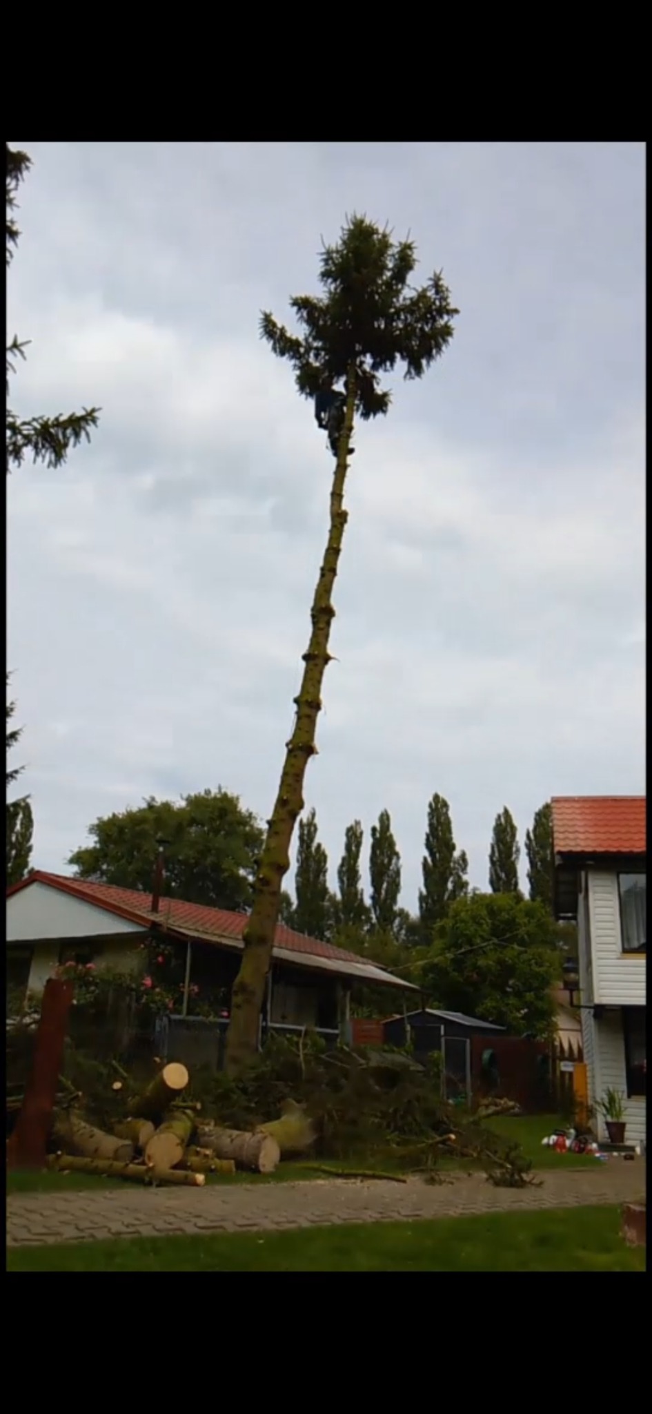 Wysoka choinka po częściowej wycince, z pracownikiem na górze i leżącymi gałęziami u podstawy. Widoczne domy i drzewa w tle.