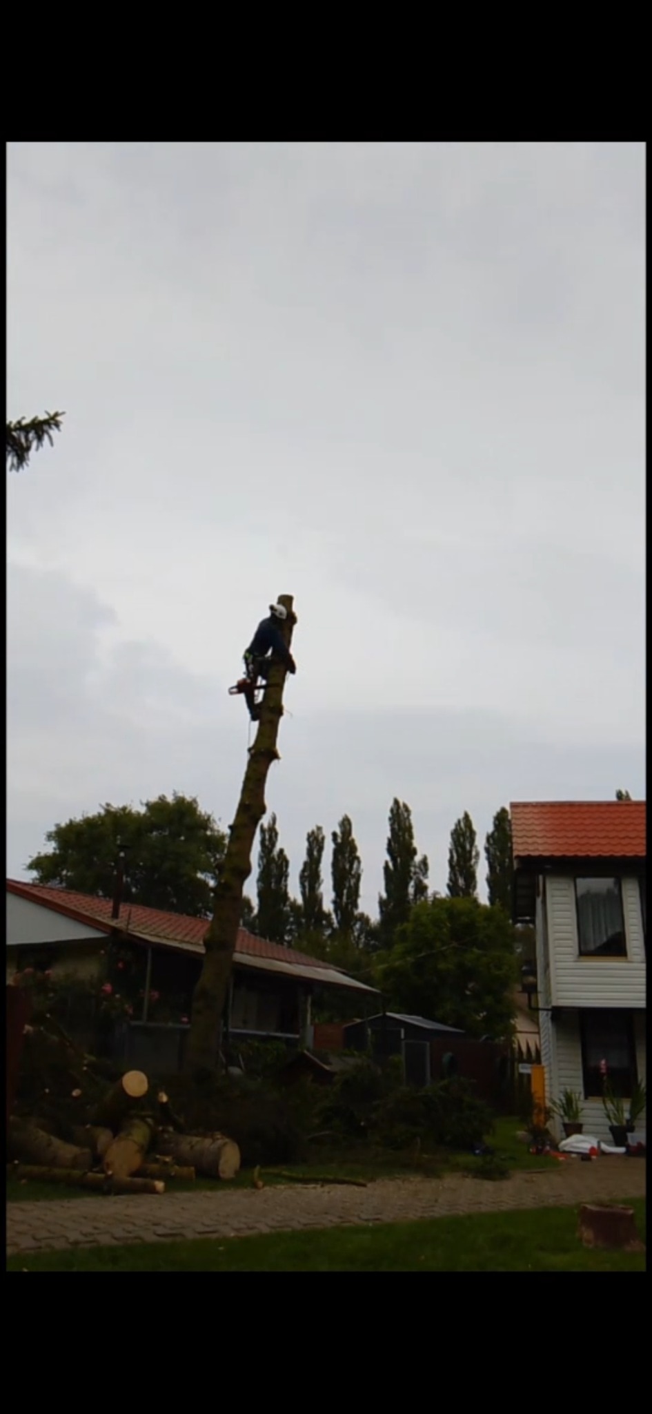 Pracownik na wysokim pniu drzewa, z piłą łańcuchową w dłoni, w trakcie wycinki. W tle domy i zieleń, na ziemi leżą ścięte gałęzie i kawałki pnia.
