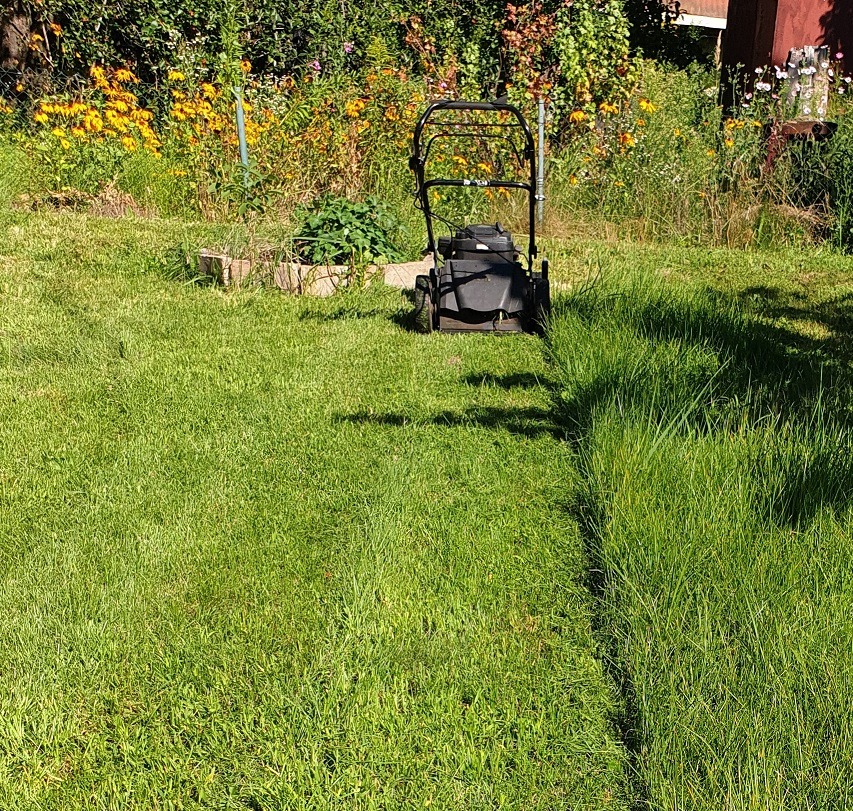 Ciemna kosiarka na trawie, z lewej skoszona, z prawej wysoka, w tle kwiaty i krzewy. Zarys cienia drzewa z prawej strony. Słoneczny dzień.