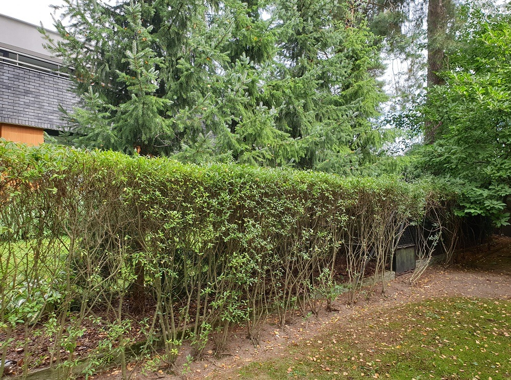 Żywopłot z zielonymi liśćmi, za nim świerki i budynek z szarą dachówką. Widoczne brązowe gałęzie i opadłe liście na ziemi.
