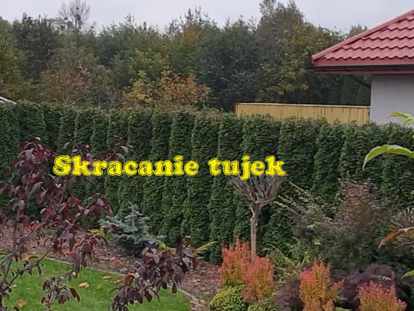 Równy szpaler tuj po strzyżeniu, tworzący zielony żywopłot w ogrodzie. Widoczne krzewy ozdobne i trawnik. W tle drzewa i fragment budynku z czerwoną dachówką.