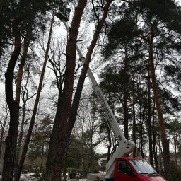 Wycinka dużych sosen