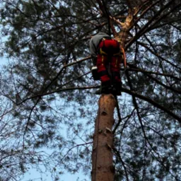 Arborysta w czerwonych spodniach, w uprzęży, wspina się na wysokie drzewo, przygotowując się do wycinki gałęzi. Widok z dołu na tle błękitnego nieba.