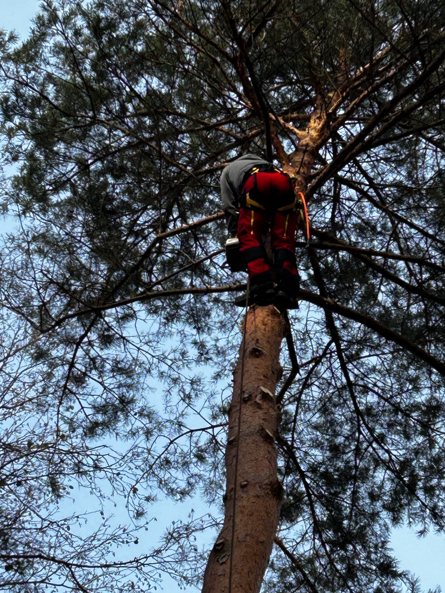 Arborysta w czerwonych spodniach, w uprzęży, wspina się na wysokie drzewo, przygotowując się do wycinki gałęzi. Widok z dołu na tle błękitnego nieba.