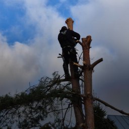 Wycinka drzew Bytom 2