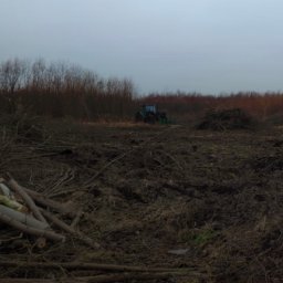 Wycinka drzew Bytom 3