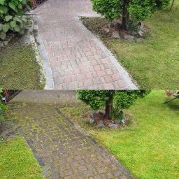 Usługi remontowo budowlane Jerzy Pietruszyński - Kostka brukowa przed i po czyszczeniu, z lewej czysta, z prawej porośnięta mchem, drzewo obok ścieżki.