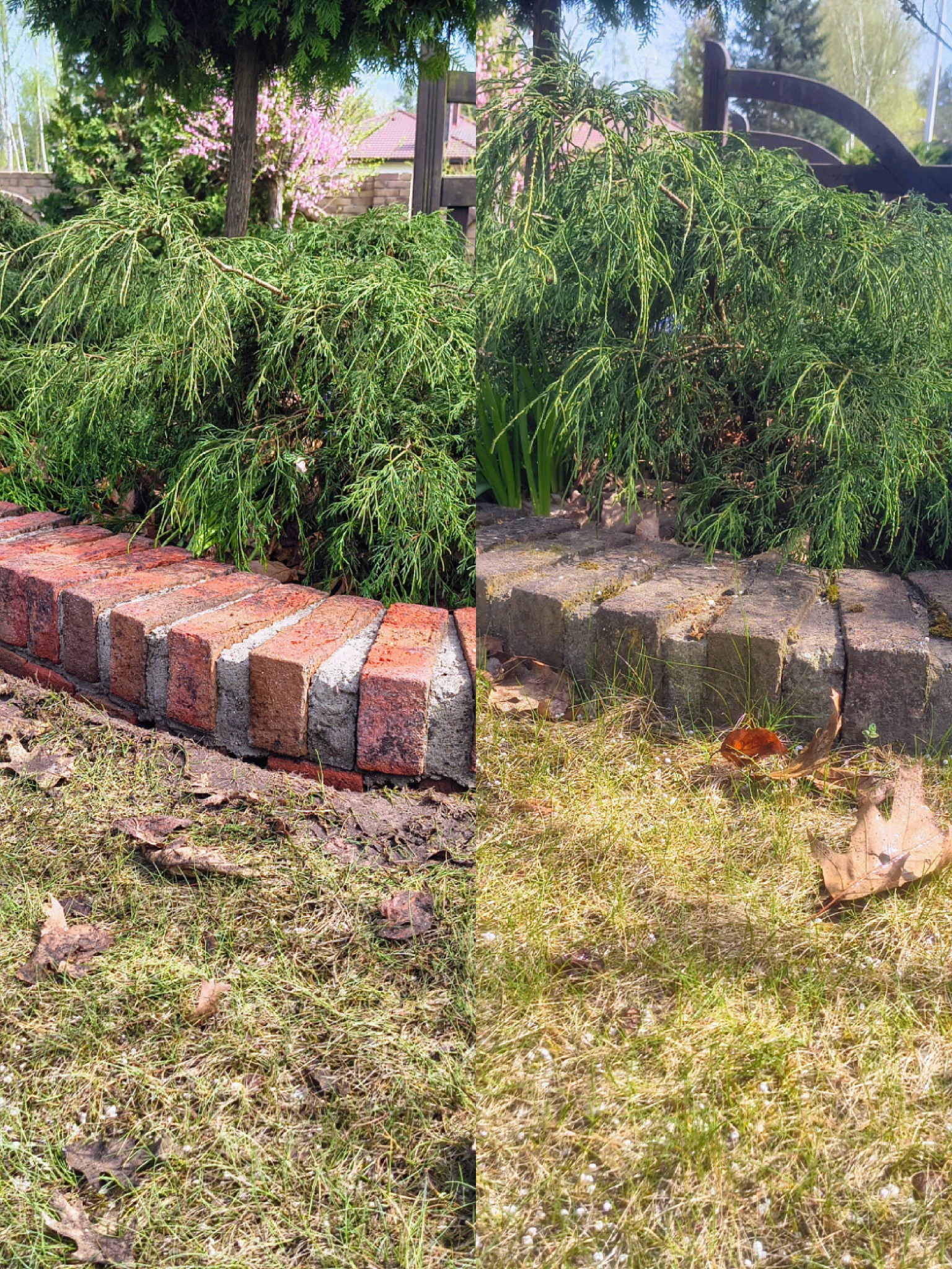 Ogród z obrzeżem z cegieł i kamieni pod rozłożystym iglakiem. Widoczne liście na trawie. Fragment drewnianego płotu w tle. Słoneczny dzień.