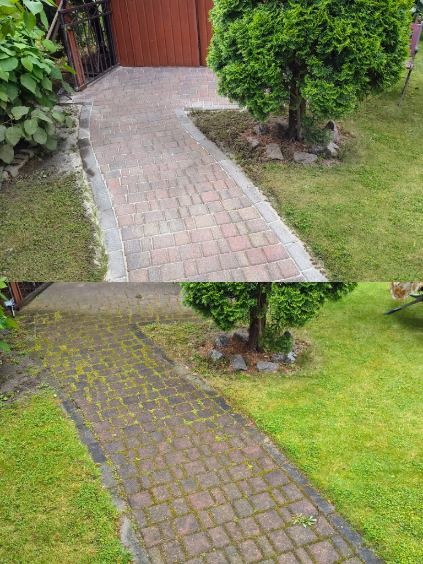 Kostka brukowa przed i po czyszczeniu, z lewej czysta, z prawej porośnięta mchem, drzewo obok ścieżki.