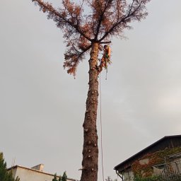 Green-Serwis Adam Jerczyński - Arborysta w uprzęży, przycina wysokie, uschnięte drzewo iglaste. Widoczne ślady po wycince gałęzi, budynki w tle.