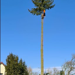 Green-Serwis Adam Jerczyński - Arborysta w pomarańczowym kombinezonie, zabezpieczony linami, przycina wysokie drzewo iglaste na tle błękitnego nieba. Widoczne ślady po wyciętych gałęziach.