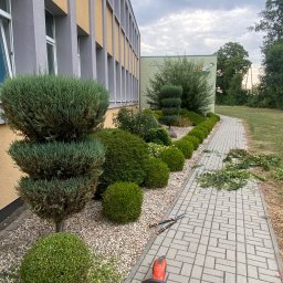 Wycinka drzew Wołczyn 4