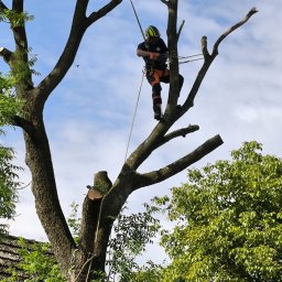 Green-Serwis Adam Jerczyński - Arborysta w kasku i uprzęży, na drzewie z obciętymi gałęziami, zabezpieczony linami, na tle błękitnego nieba z chmurami. Widoczne narzędzia pracy.