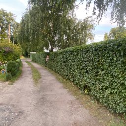 Green-Serwis Adam Jerczyński - Długa, gęsta, zielona ściana z żywopłotu wzdłuż polnej drogi. Osoba wygląda zza żywopłotu. W tle drzewa i krzewy.