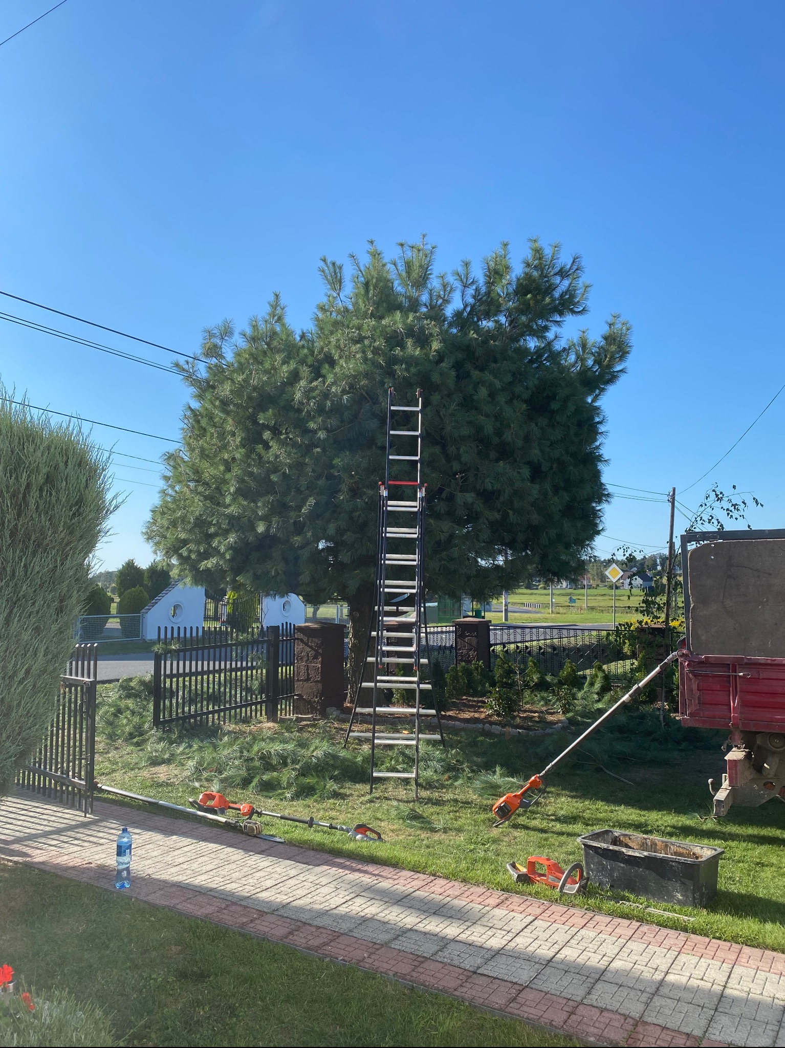Drabina oparta o duże drzewo iglaste po przycince. Na trawniku leżą narzędzia ogrodnicze i ścięte gałęzie. W tle widoczny fragment przyczepy i ogrodzenie.