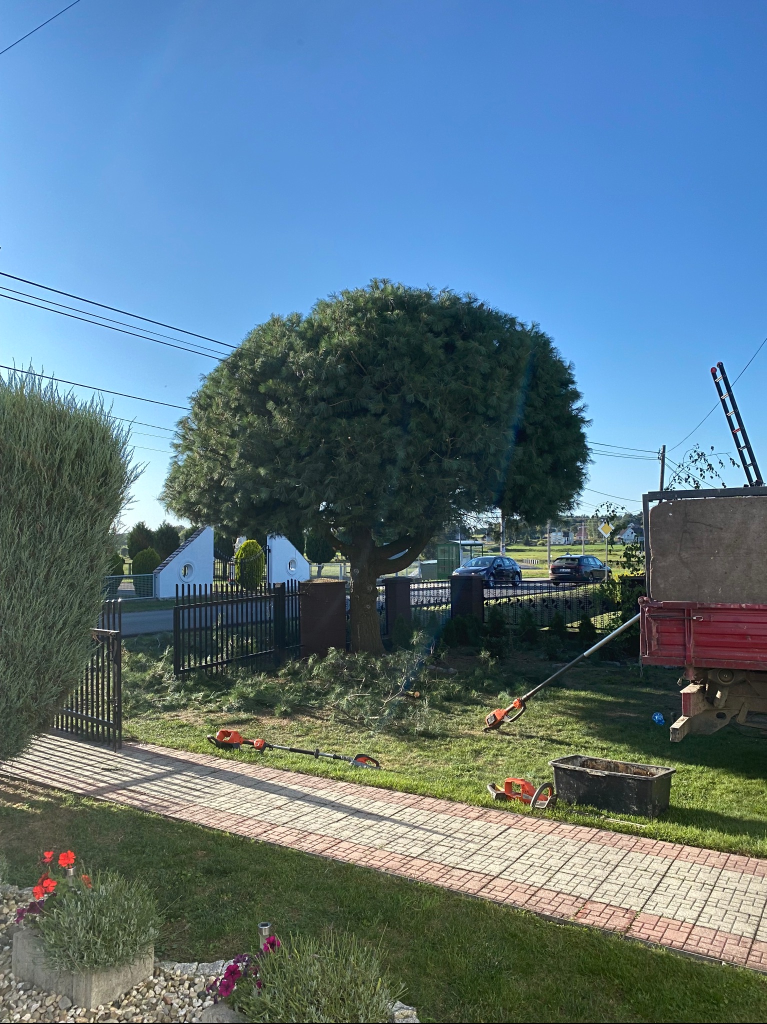 Po przycięciu: Kształtny, duży krzew na posesji, otoczony ściętymi gałęziami. Widoczne narzędzia ogrodnicze i przyczepa. Słoneczny dzień, błękitne niebo.