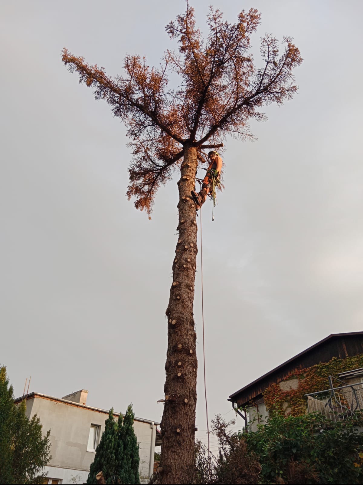 Arborysta w uprzęży, przycina wysokie, uschnięte drzewo iglaste. Widoczne ślady po wycince gałęzi, budynki w tle.