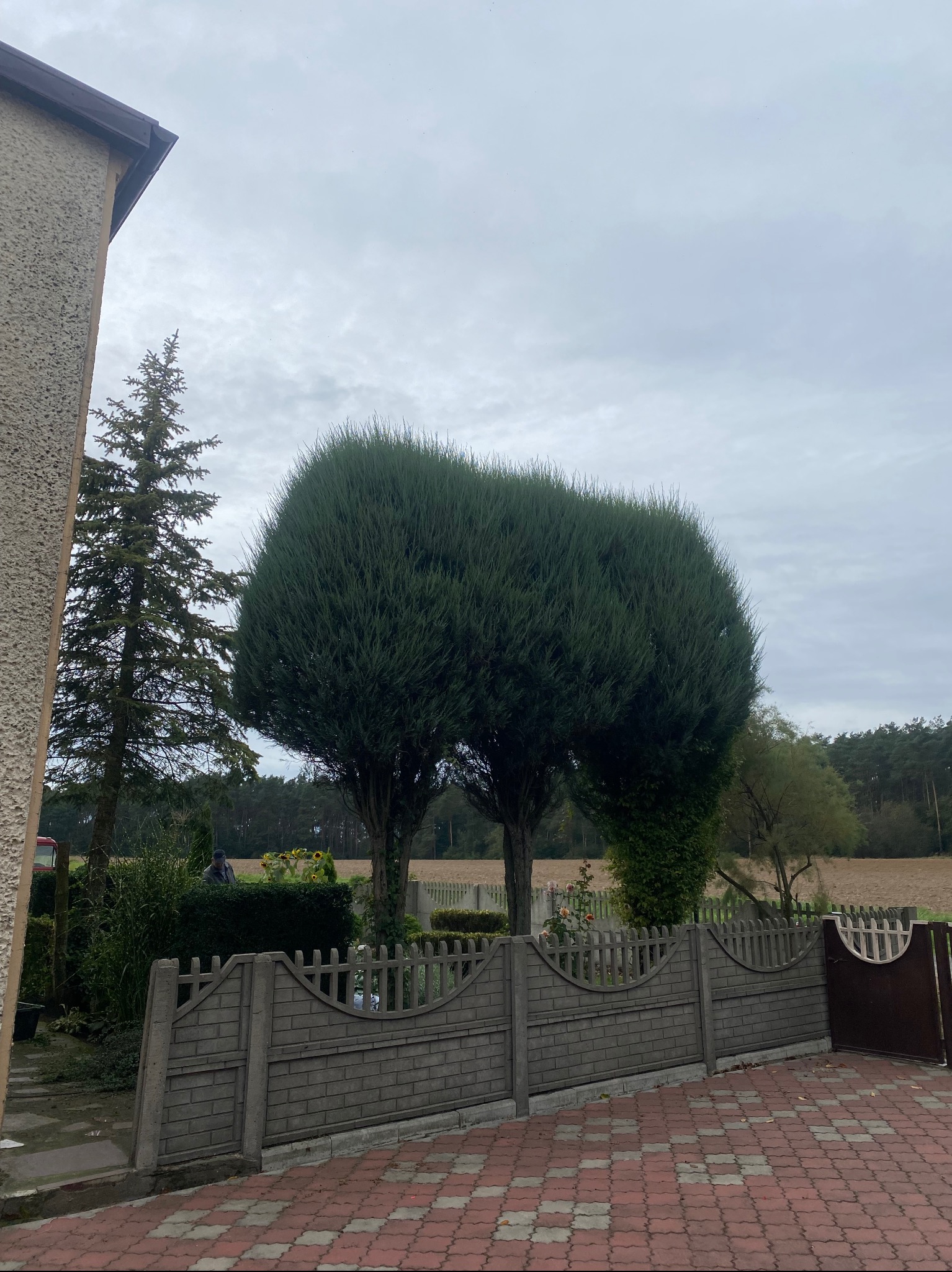 Dwa starannie przycięte drzewa iglaste za betonowym ogrodzeniem, tworzące zielony baldachim. W tle widoczny krajobraz z polem i lasem pod pochmurnym niebem.