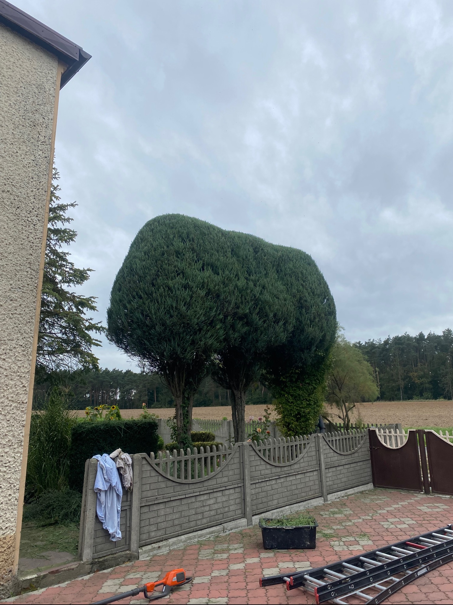 Dwa formowane drzewa za szarym ogrodzeniem z cegły. Na pierwszym planie drabina, nożyce do żywopłotu i ubrania na ogrodzeniu. Pochmurne niebo w tle.