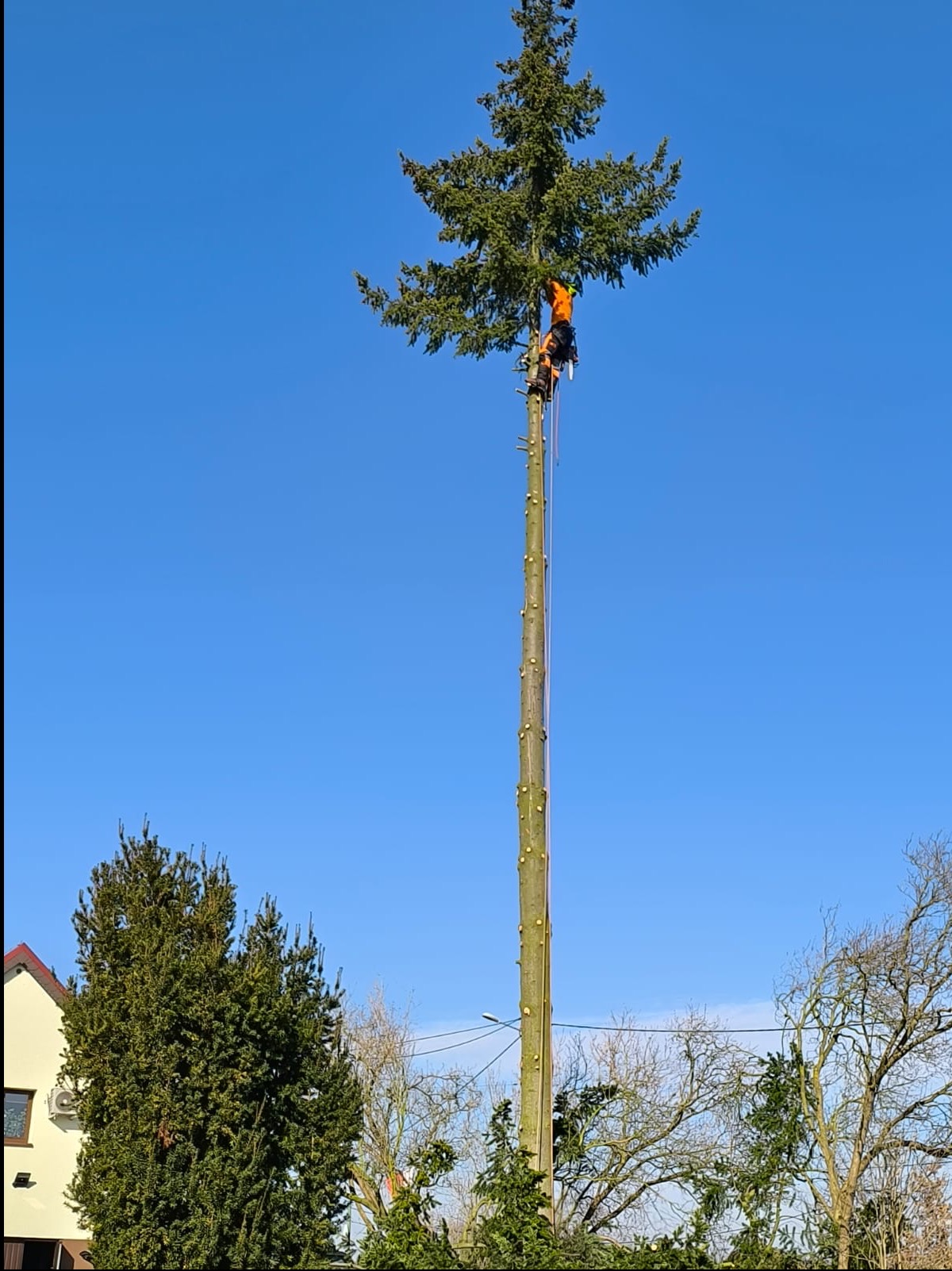 Arborysta w pomarańczowym kombinezonie, zabezpieczony linami, przycina wysokie drzewo iglaste na tle błękitnego nieba. Widoczne ślady po wyciętych gałęziach.
