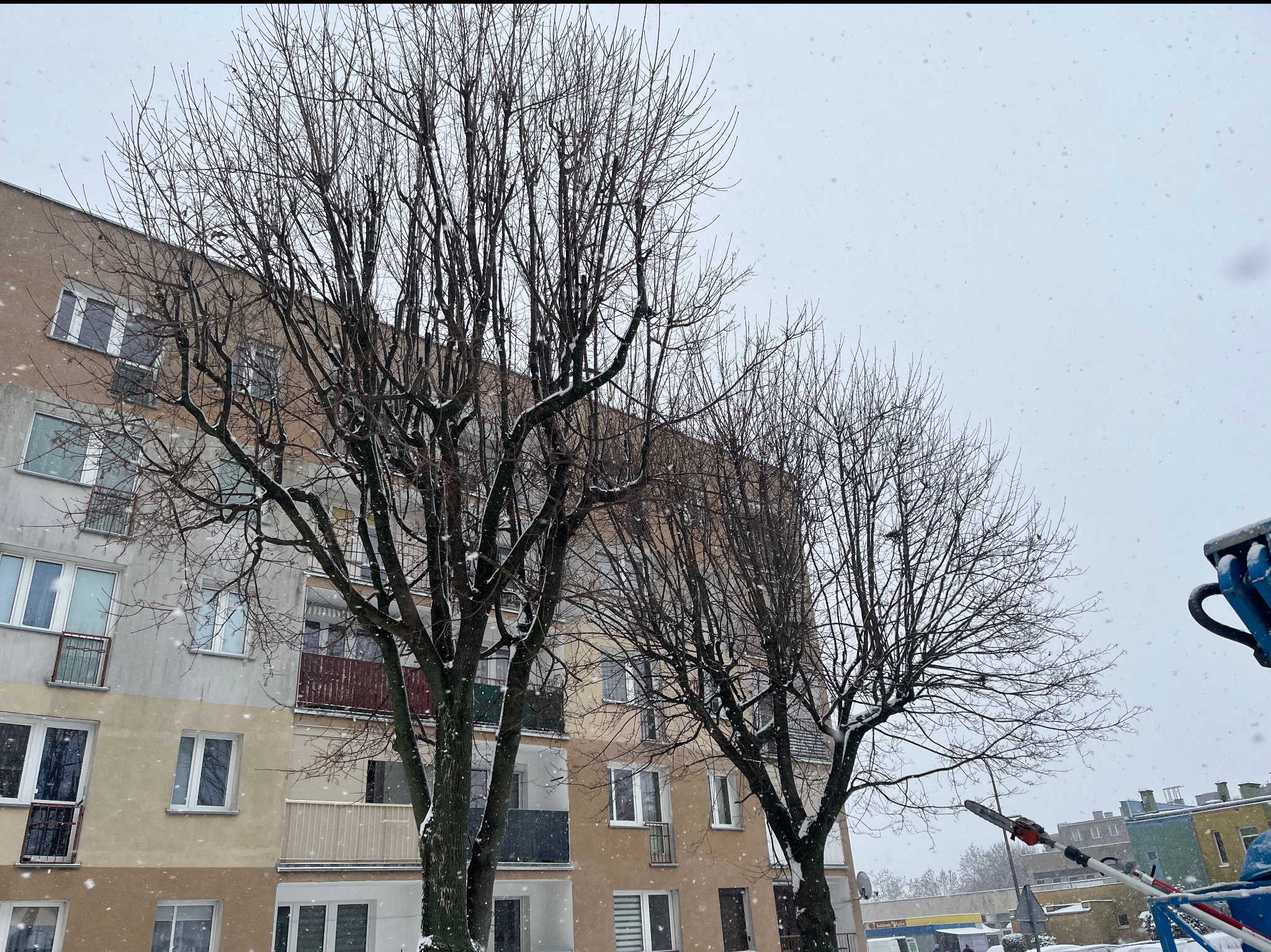 Zimowy krajobraz miejski: drzewa bez liści przed blokiem, padający śnieg. Widoczny podnośnik koszowy z piłą, sugerujący prace związane z wycinką lub przycinaniem drzew.